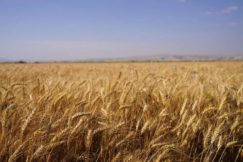 چرا استاندارد 104 و تولید گندم کیفی اجرائی نمی شود؟