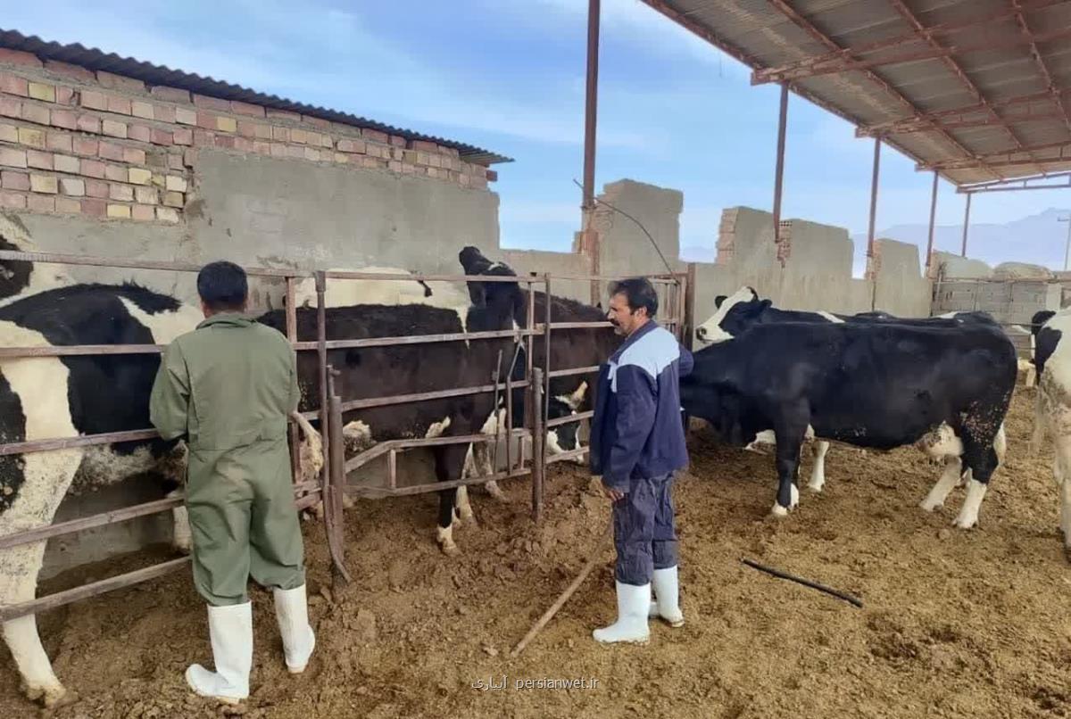 شناسایی یک کانون تب مالت در کرمان