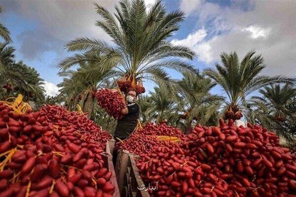 طلای سیاه بم در کش و قوس مشکلات دست ما کوتاه خرما بر نخیل