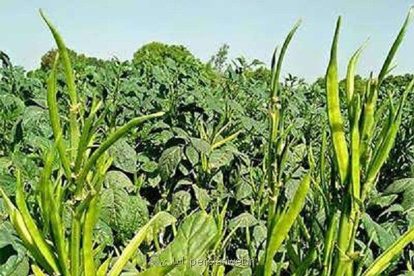 بررسی راهکارهای بهداشت گیاهی در حاشیه کارگاه منطقه ای فائو در عمان