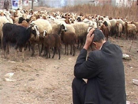 بحران کمبود نهاده های دامی دلالان عمده نهاده یارانه ای را جذب می کنند