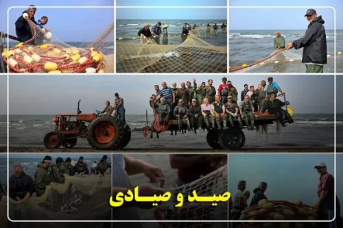 گیلان پیشتاز احیای ذخایر آبزی صید ماهیان استخوانی 40 درصد رشد کرد