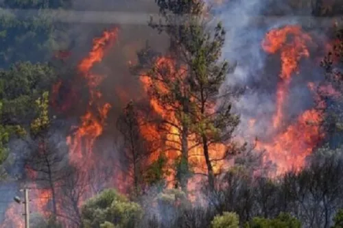 حتی یک درخت هم نباید طعمه حریق شود