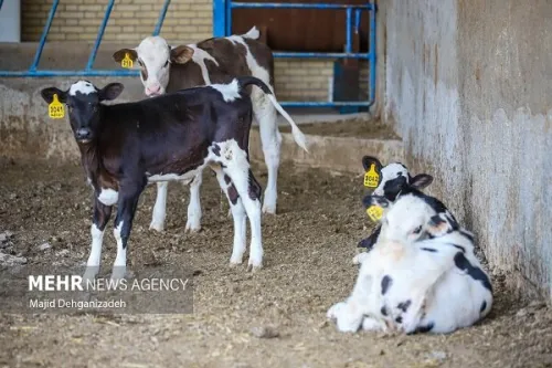 تشکیل شورای راهبردی صنعت دام کشور در کمیسیون کشاورزی اتاق تعاون ایران