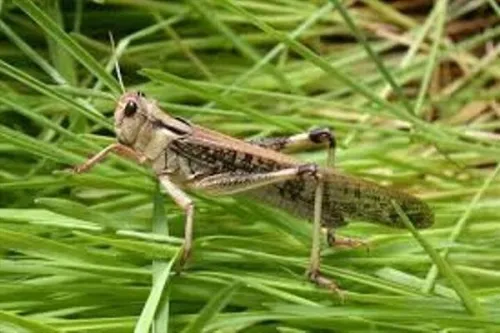 اخطار احتمال ورود ملخ صحرایی به کشور در اواخر زمستان