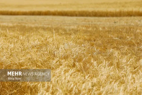 بازبینی در بیمه گندمزارها سهم کشاورز از طرف دولت پرداخت می شود
