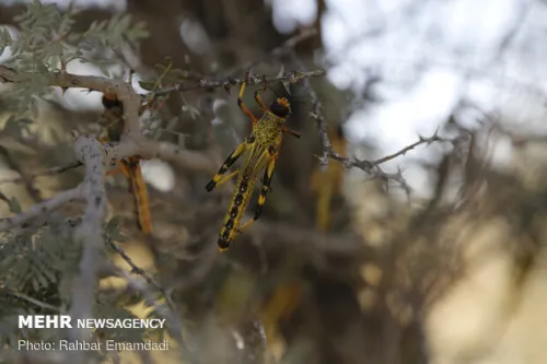 احتمال حمله ملخ صحرایی در اسفند اوج گرفت