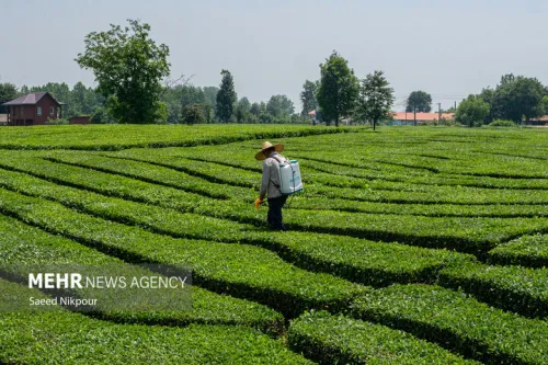 تجارت خارجی چای در 10 ماهه ابتدای سال 1404