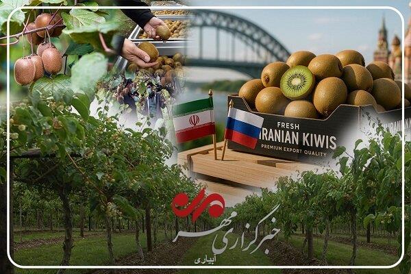 کیوی گیلان محصولی با جایگاه ویژه از بازار داخلی تا صادرات جهانی