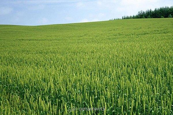 بحران آب تهدیدی برای امنیت غذایی کشور است