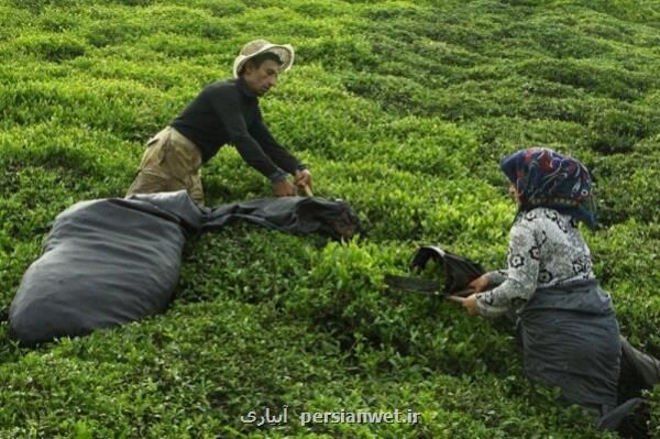 پایان خرید تضمینی برگ سبز چای پایان خرید تضمینی برگ سبز چای