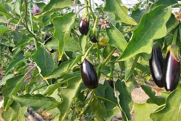 ۸۰ درصد گلخانه ها به کشت سبزیجات اختصاص دارد پیشتازی تهران