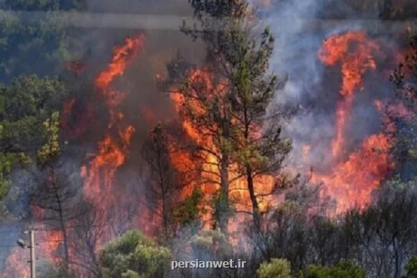 حتی یک درخت هم نباید طعمه حریق شود