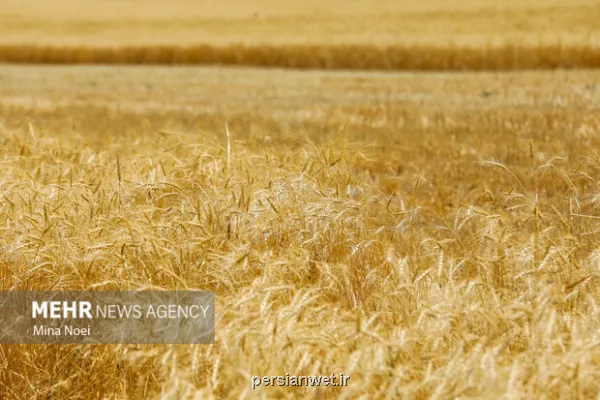 بازبینی در بیمه گندمزارها سهم کشاورز از طرف دولت پرداخت می شود