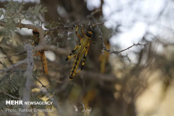 احتمال حمله ملخ صحرایی در اسفند اوج گرفت