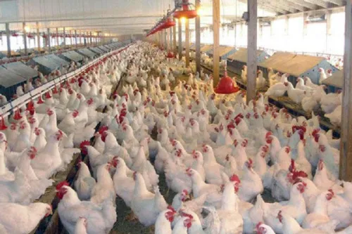 صنعت طیور یکپارچه می شود