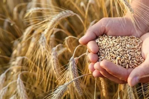 خرید تضمینی گندم از یک میلیون تن گذشت