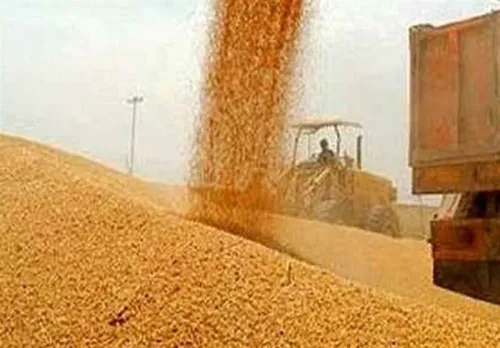 گندمکاران حتما بخوانند