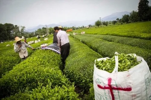 پرداخت مطالبات چایکاران از هفته بعد