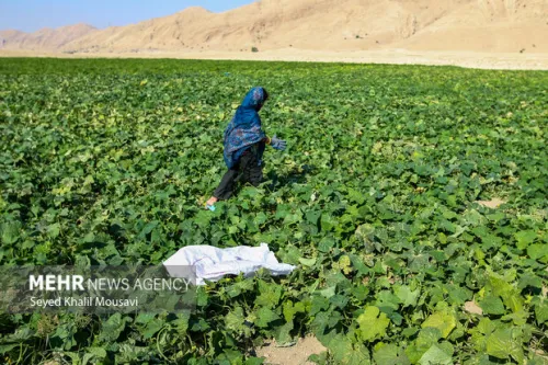 آغاز 6 راهبرد ملی کاهش مصرف آب کشاورزی