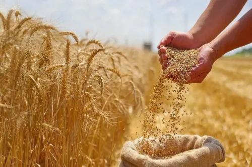 قیمت گندم تغییر نمود