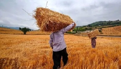 خبر خوش دولت برای گندمکاران