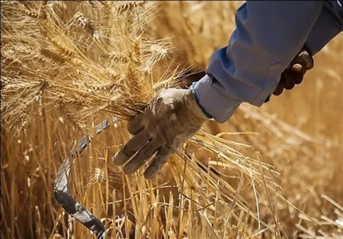 تازه ترین خبر برای گندمکاران