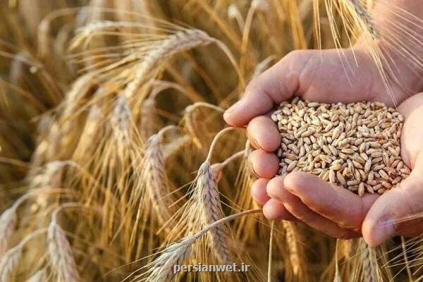 خرید تضمینی گندم از یک میلیون تن گذشت