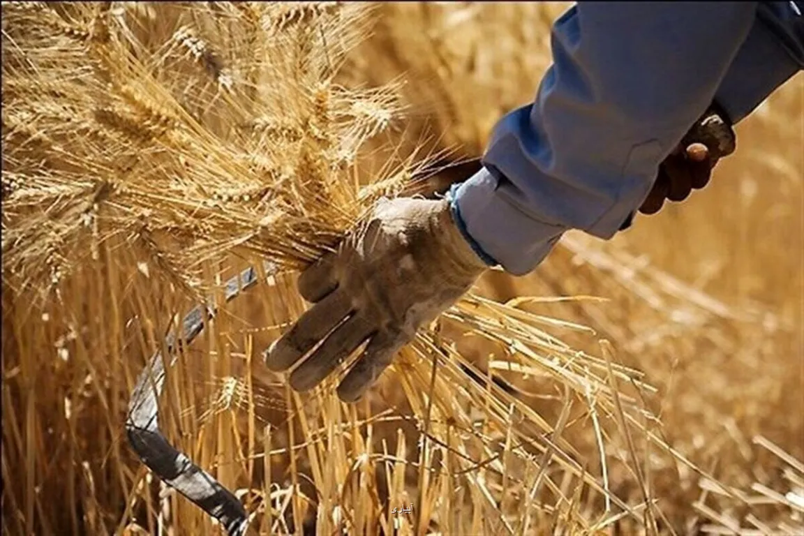 هشدار مهم درباره ی خروج گندم از چرخه خرید تضمینی