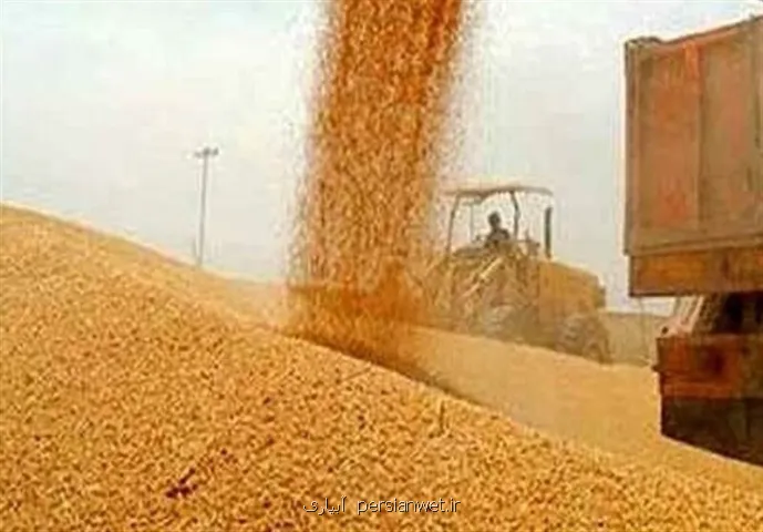 گندمکاران حتما بخوانند