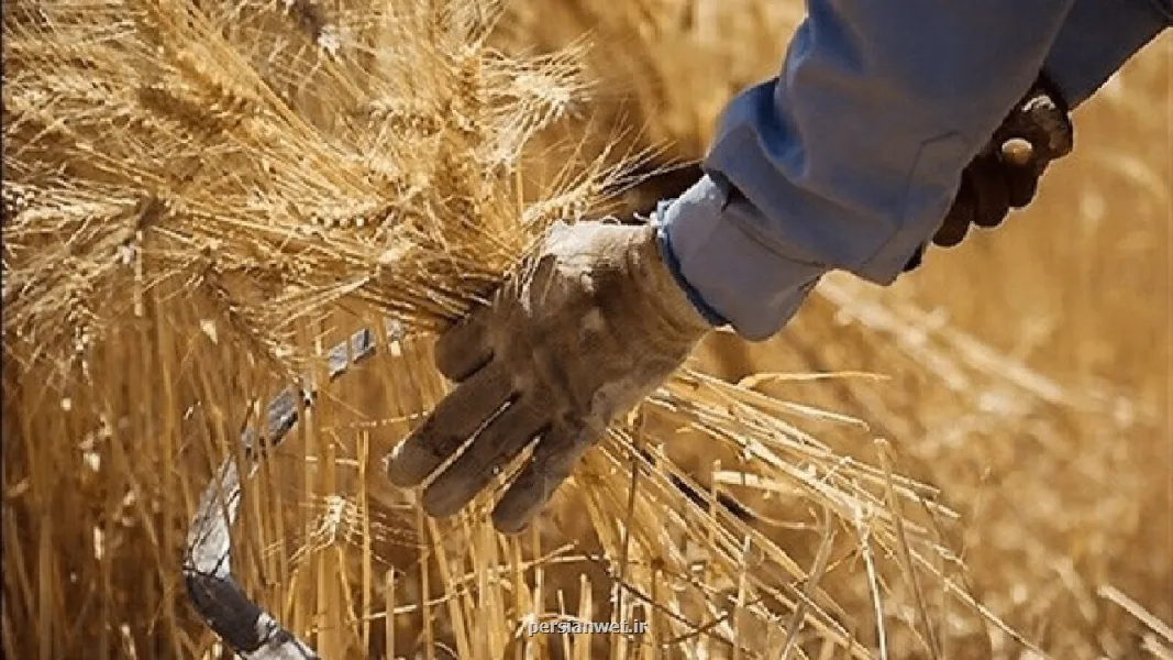گندمکاران حتما بخوانند