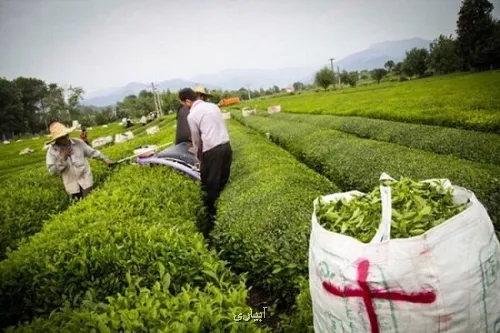 پرداخت مطالبات چایکاران از هفته بعد