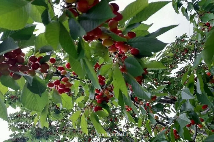 ارزآوری ۴ و سه دهم میلیارد دلاری محصولات باغی و گلخانه ای