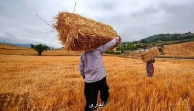 خبر خوش دولت برای گندمکاران