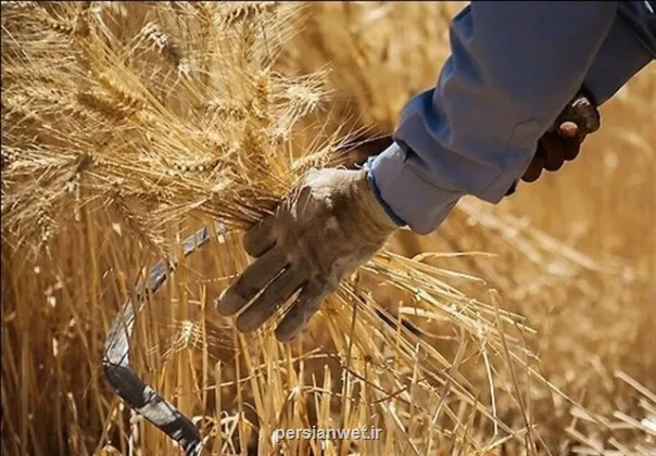 جدید ترین خبر برای گندمکاران