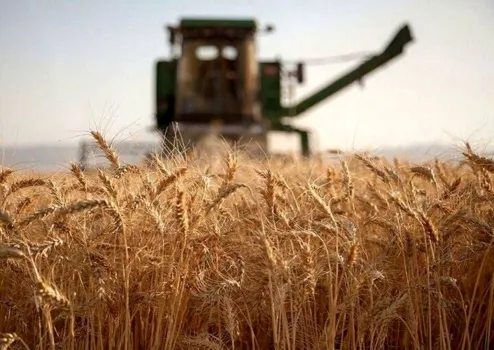 گندم را یکجا تحویل دادند، پول را قطره چکانی گرفتند صدای گندمکاران درآمد