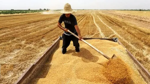 تسویه کامل مطالبات گندمکاران قطعی است