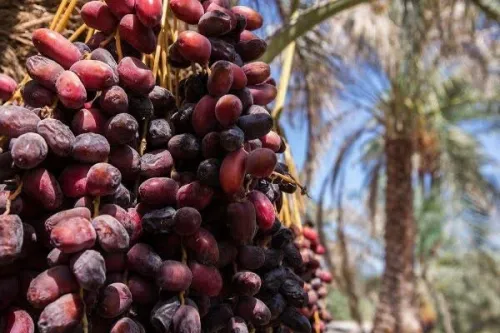 دپوی 7 هزار کانتینر خرما در مرزها و ورود دادستانی به موانع صادراتی