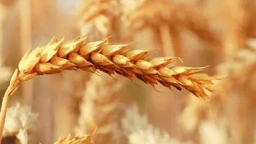 نرخ خرید تضمینی گندم شناور شد