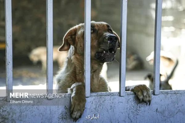 هاری در جهان تا ۲۰۳۰ کنترل می شود