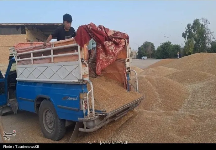 خبر مهم برای گندمکاران
