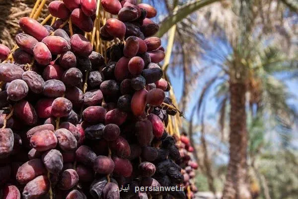 دپوی 7 هزار کانتینر خرما در مرزها و ورود دادستانی به موانع صادراتی