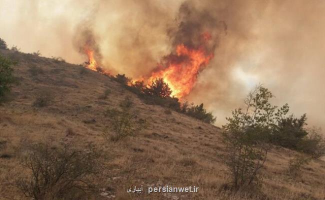 پرواز هواپیما بر فراز جنگل ها جهت بررسی روند تخریب