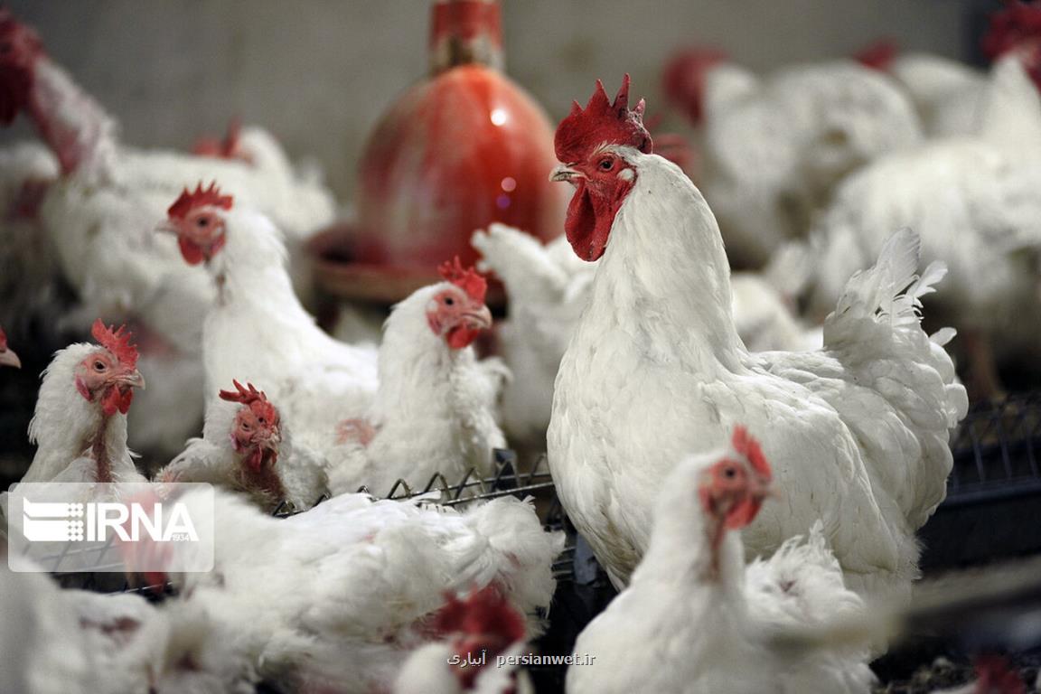 قیمت تمام شده مرغ زنده كیلویی ۱۲ هزارتومان است