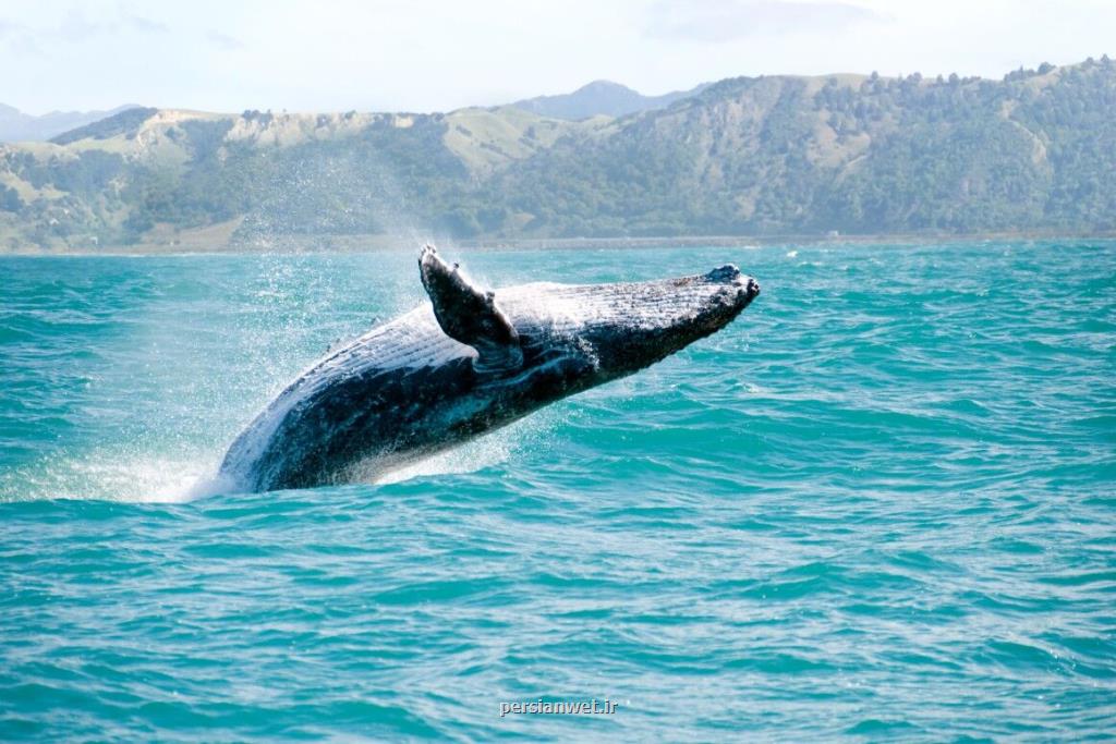 صیادان بلوچ نهنگ منحصر به فرد و در معرض خطر انقراض را از خطر مرگ حتمی نجات دادند