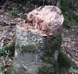 برخورد شدید با تخریب كنندگان منابع طبیعی و قاچاقچیان چوب