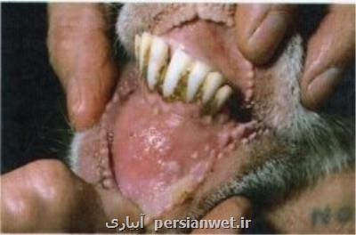 مشاهده موارد مشكوك طاعون نشخواركنندگان در فارس