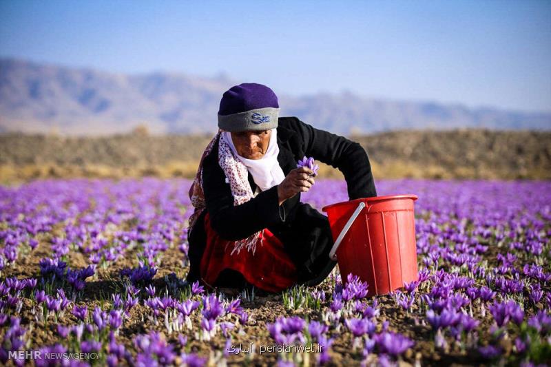 مشكلات زعفران كاران با حضور خاوازی و سرقینی بررسی می شود