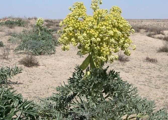 ۵۵۰ گونه گیاه دارویی در آذربایجان شرقی شناسایی شد