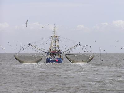 چشم پوشی از صید میگوی دریایی، لازمه حذف ترال از خلیج فارس